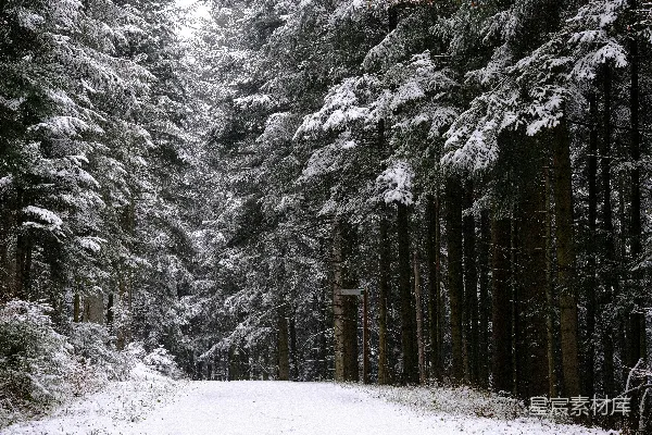高清摄影 冬日雪林小径