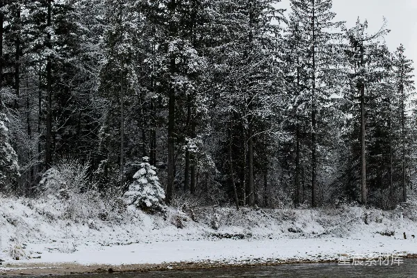高清摄影 冬日雪景中的河流与松树
