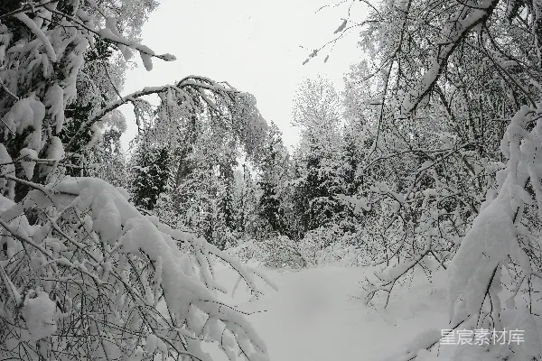 高清摄影 冬日雪林
