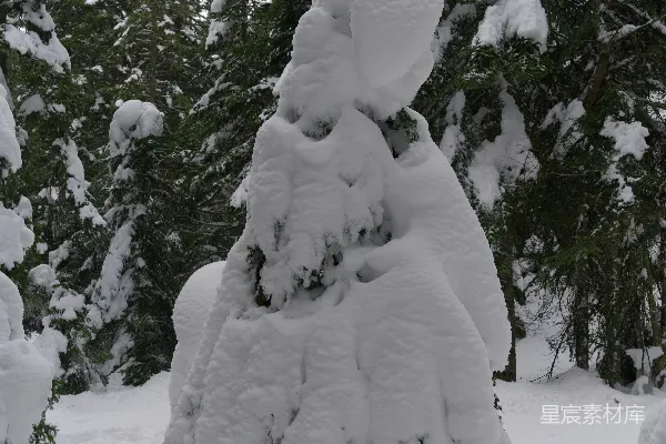 高清摄影 雪覆盖的树木