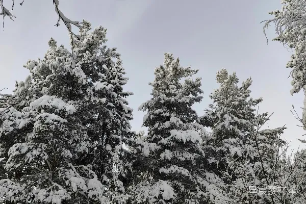 高清摄影 冬日雪景中的松树