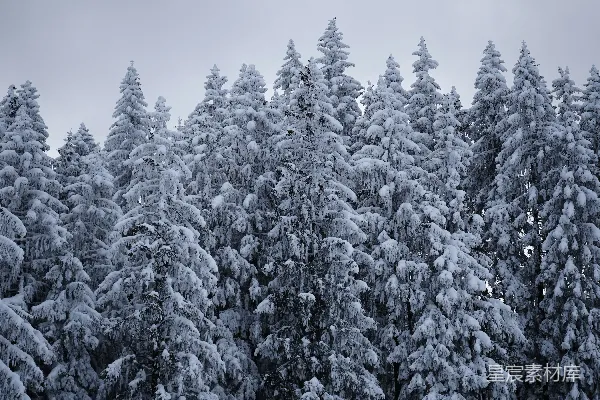 高清摄影 雪后的松树林