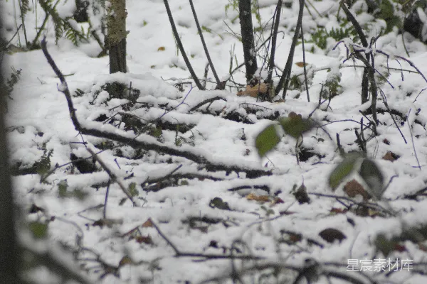 高清摄影 冬日森林雪景