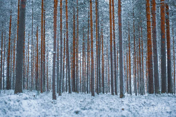 高清摄影 雪后的松树林