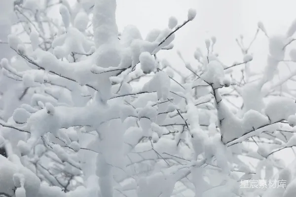 高清摄影 冬日雪景树枝特写