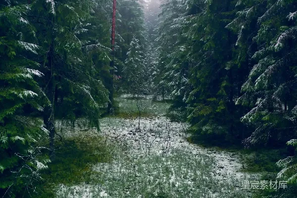 高清摄影 雪中的森林