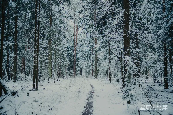 高清摄影 雪后的森林小径