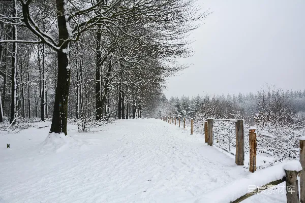高清摄影 雪景中的林间小道