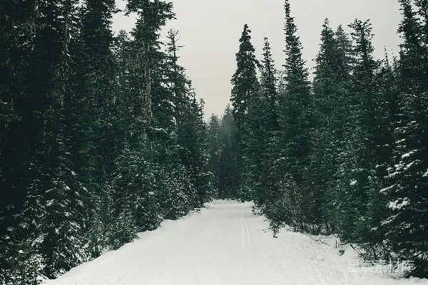 高清摄影 冬日雪林小径