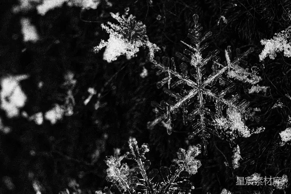 高清摄影 冬日雪花特写