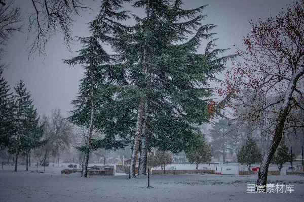 高清摄影 冬日雪景中的松树