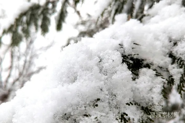 高清摄影 冬日松枝雪景