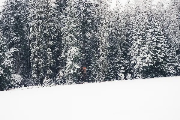 高清摄影 雪后的静谧森林