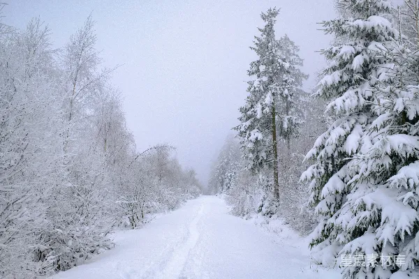 高清摄影 冬日雪景中的森林小径