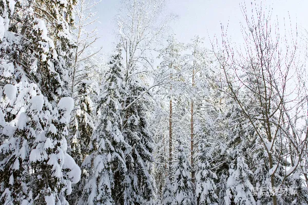 高清摄影 冬日雪景中的森林小径