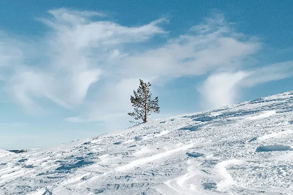 高清摄影 雪地孤松