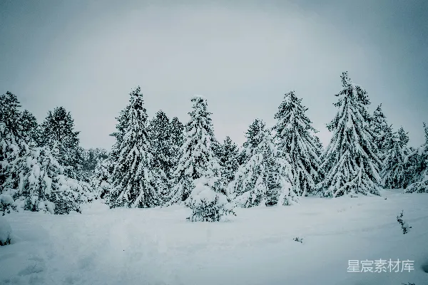 高清摄影 雪后松林