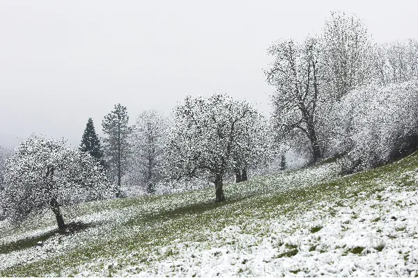 高清摄影 冬日雪景中的静谧果园