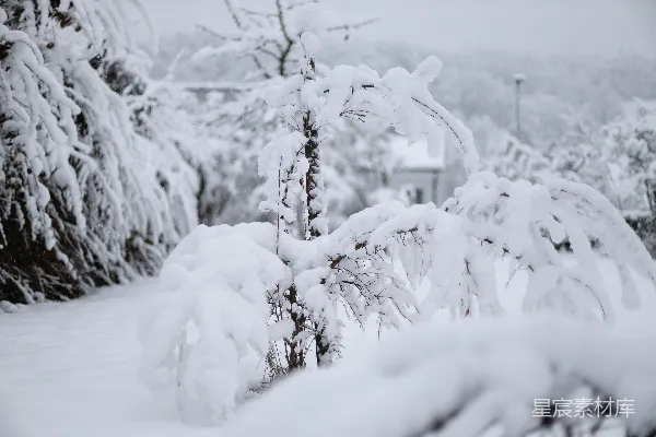 高清摄影 冬日雪景：树枝上的积雪