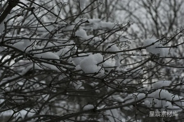 高清摄影 冬日雪景中的枯枝