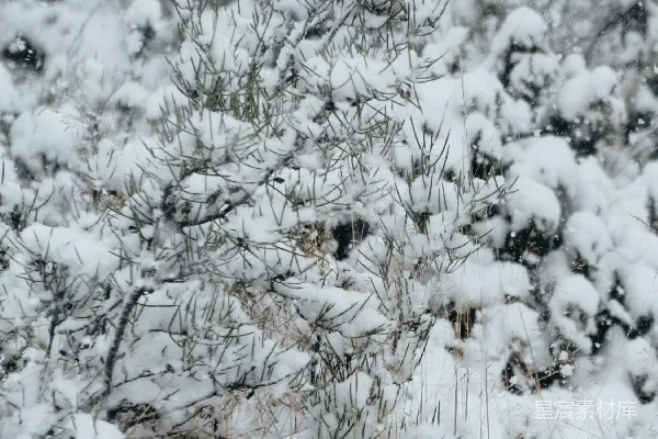 高清摄影 冬日雪景中的松枝