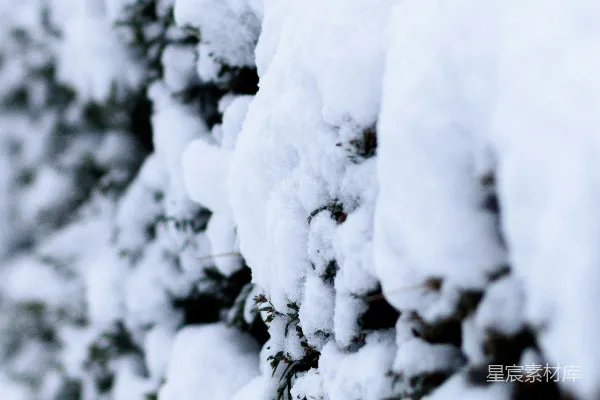 高清摄影 冬日松枝雪景