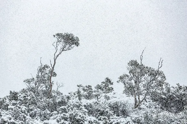 高清摄影 雪中的孤独树