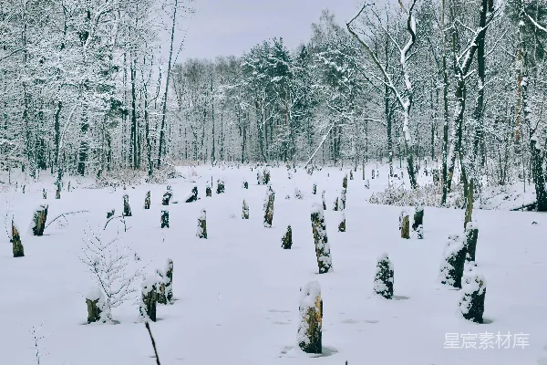 高清摄影 冬日雪林中的枯木