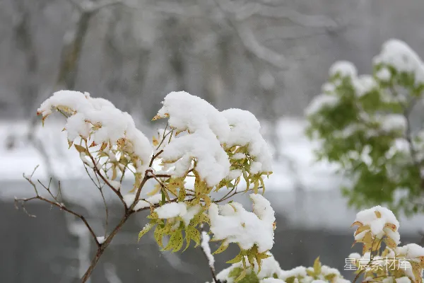 高清摄影 雪中的秋色