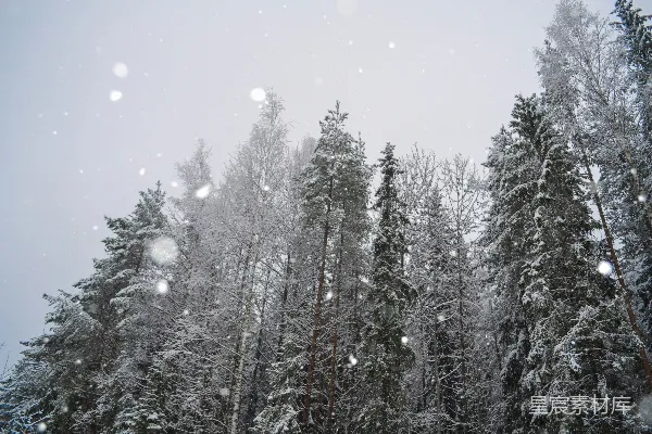 高清摄影 冬日雪景中的松树林