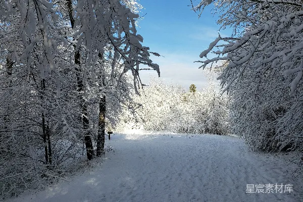高清摄影 冬日雪景中的林间小路