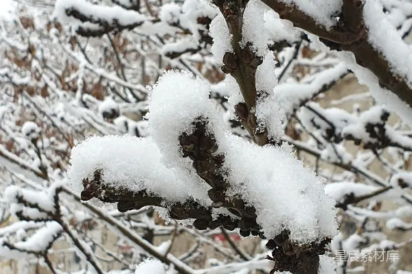 高清摄影 冬日雪景中的树枝