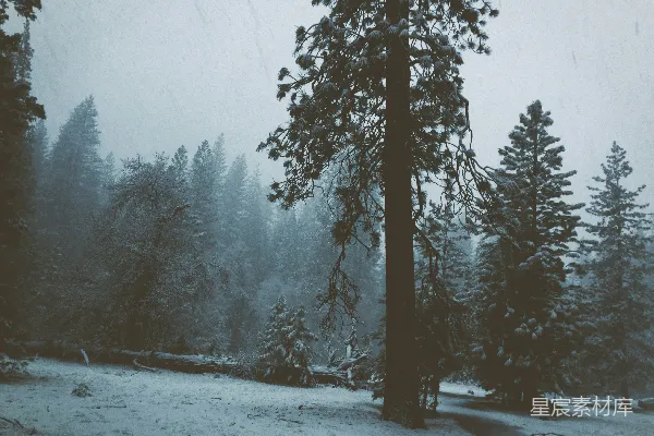 高清摄影 冬日雪景中的松树