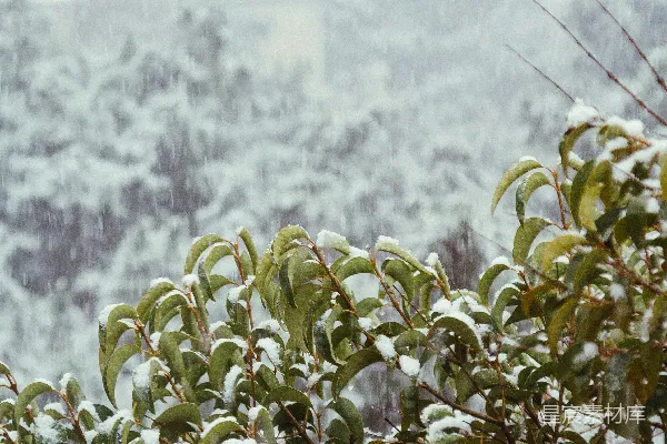 高清摄影 雪中绿叶