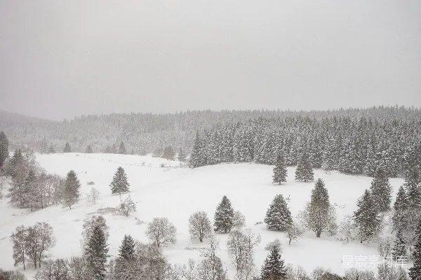 高清摄影 冬日雪景中的松树林