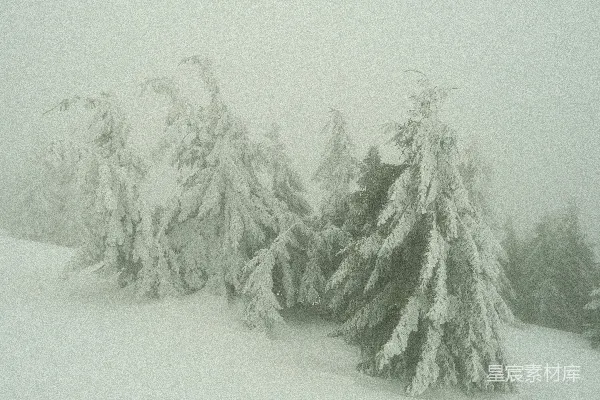 高清摄影 冬日松林雪景