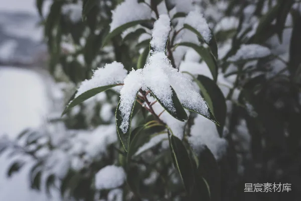 高清摄影 雪中绿叶