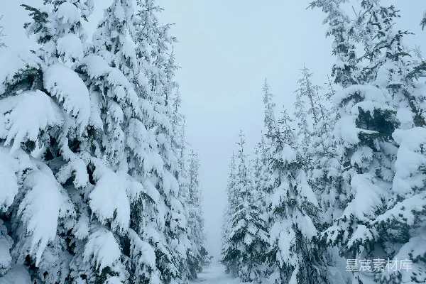 高清摄影 冬日雪林小径