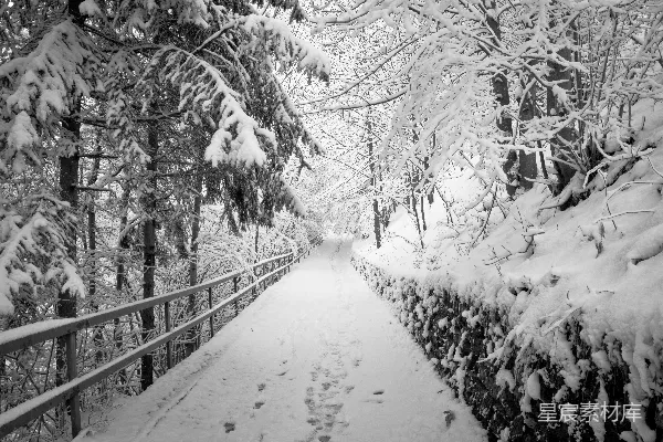 高清摄影 冬日雪景中的小径