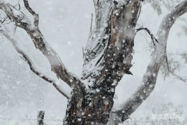 高清摄影 冬日雪景中的古树