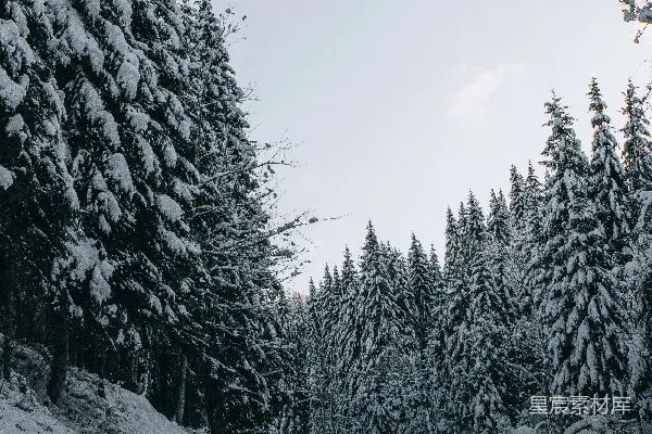 高清摄影 雪后的松树林