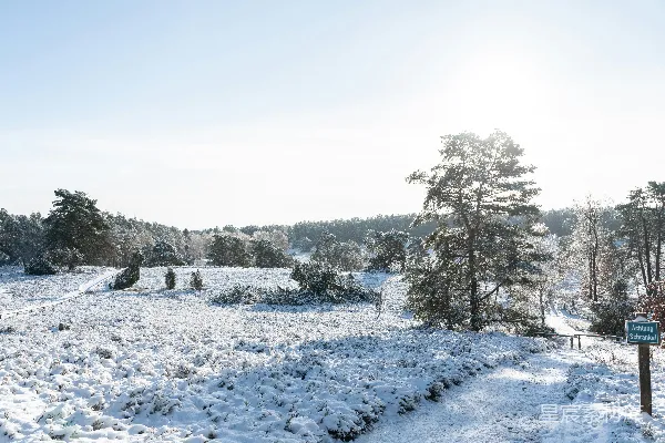 高清摄影 冬日森林雪景