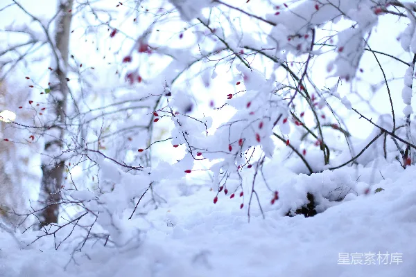 高清摄影 冬日雪景中的红色果实