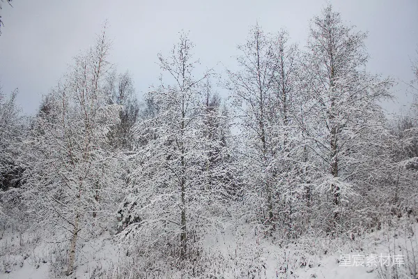高清摄影 冬日雪景中的树木