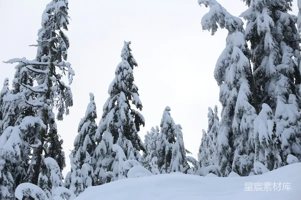 高清摄影 雪后松林的静谧之美