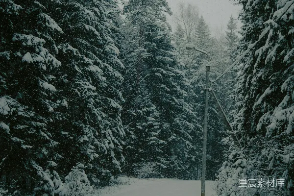 高清摄影 雪中的森林小路