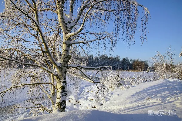 高清摄影 冬日雪景中的垂柳
