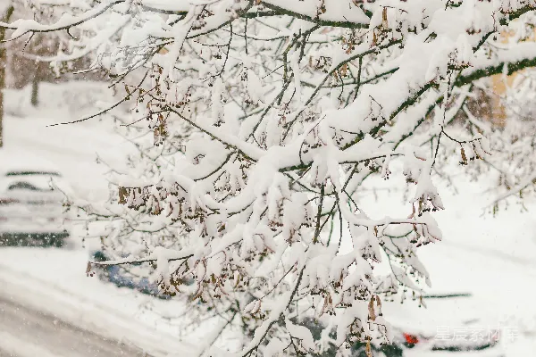 高清摄影 冬日雪景中的树枝