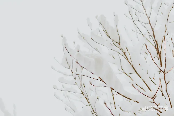 高清摄影 雪中的树枝