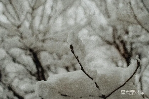 高清摄影 冬日雪景中的树枝